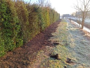Haag aanplanten-Kesteren